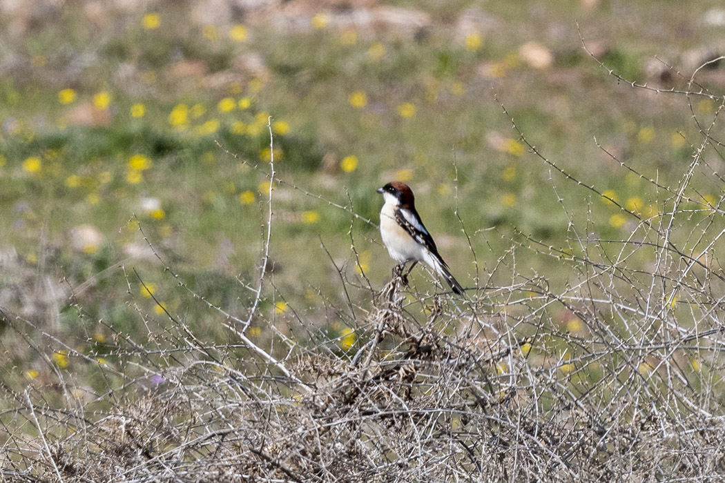 Woodchat Shrike